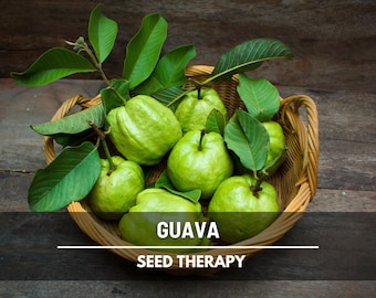 Guava Seeds – Heirloom, Exotic & Sweet Fruit Tree, Evergreen Shrub, Also Known as Yellow or Lemon Guava | 25 Seeds