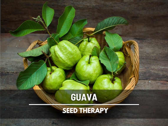 Guava Seeds – Heirloom, Exotic & Sweet Fruit Tree, Evergreen Shrub, Also Known as Yellow or Lemon Guava | 25 Seeds