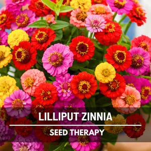 Lilliput Zinnia Seeds – Heirloom Flower, Easy to Grow, Semi-Dwarf Variety, Non-GMO, Garden Favorite | 100 Seeds