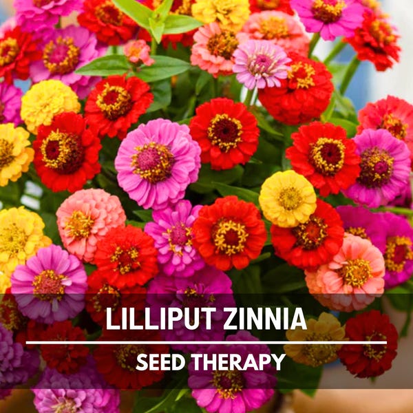 Lilliput Zinnia Seeds - Heirloom Pom-Pom Flower Mix, Colorful Blooms (100 Seeds)