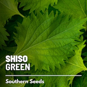 Shiso, Green - 200 Seeds - Heirloom Herb, Asian Medicinal & Culinary Plant, Mint, Non-GMO, Garden Gift  (Perilla frutescens var. crispa)