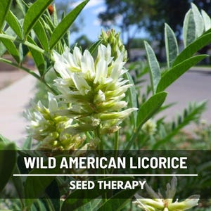 Close-up of Wild American Licorice flowers with pale yellow petals – Seed Therapy