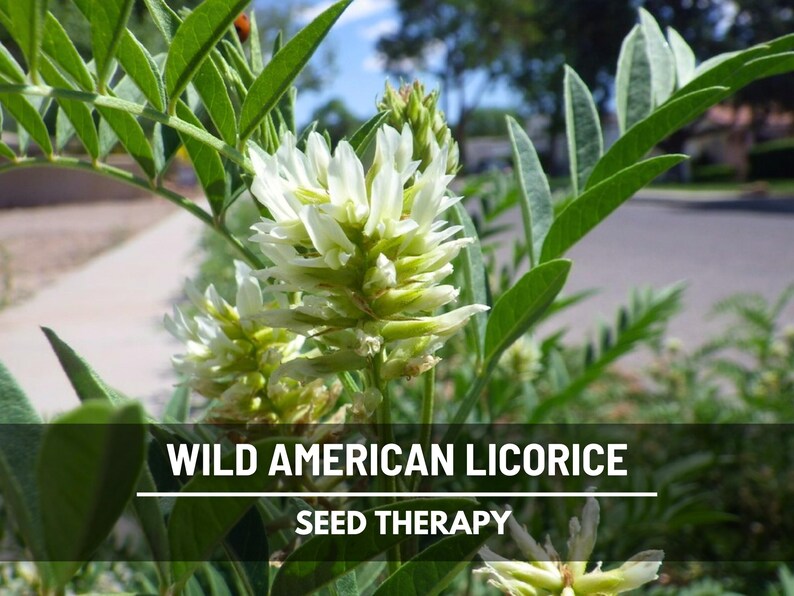 Close-up of Wild American Licorice flowers with pale yellow petals – Seed Therapy