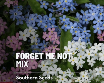 Forget-Me-Not, Mixed Colors - 100 Seeds - Heirloom Flower - Assorted Blooms (Myosotis sylvatica)