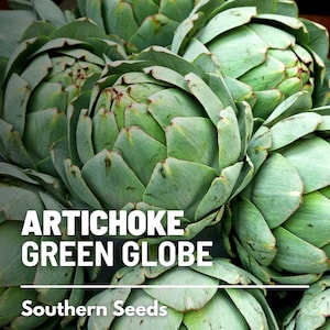 Artichoke, Green Globe - 25 Seeds - Heirloom Vegetable - Open Pollinated - Non-GMO (Cynara cardunculus)