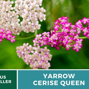 Yarrow, Cerise Queen 50 Seeds Heirloom Flower, Vibrant cerise-pink blooms, Attracts pollinators Achillea millefolium image 9