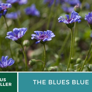 Daisy, The Blues Blue 50 Seeds Heirloom Flower Striking Blue Blooms Felicia heterophylla image 3