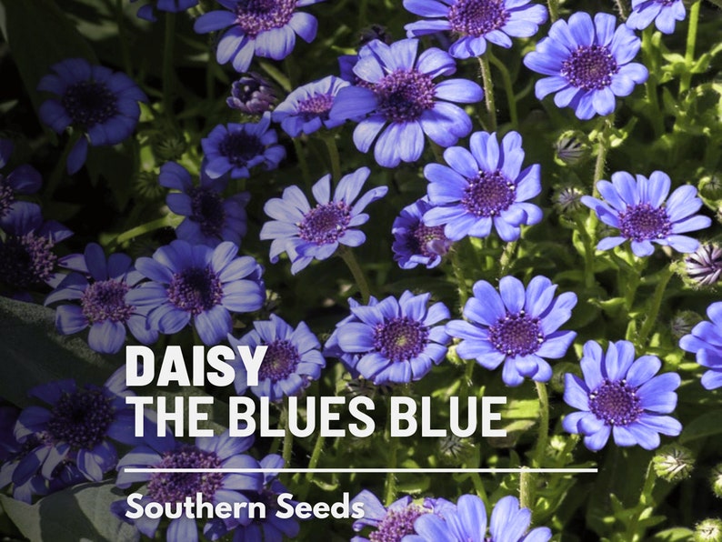 Daisy, The Blues Blue 50 Seeds Heirloom Flower Striking Blue Blooms Felicia heterophylla image 1