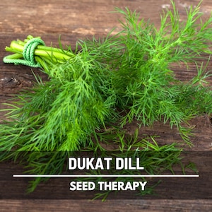 Dukat Dill Seeds – Heirloom Culinary & Medicinal Herb, Non-GMO, Classic for Pickling and Cooking | 100 Seeds