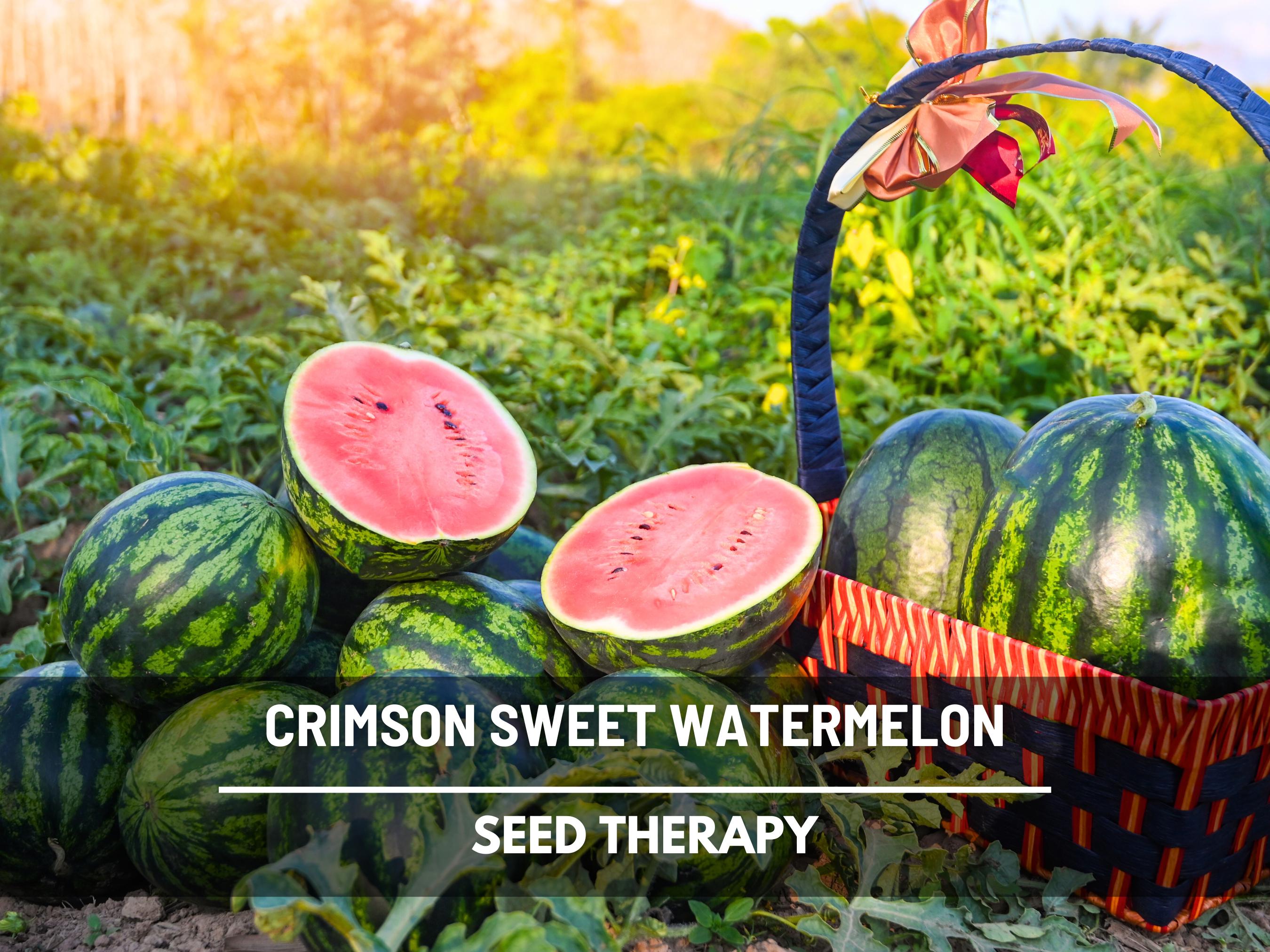 Semillas de Sandía Dulce Carmesí: Fruta tradicional, melón grande, dulce y  jugoso, perfecto para barbacoas, picnics y fiestas, fácil de cultivar / 25  semillas - Etsy México, image size:2700x2025