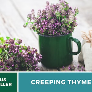 May include: A green enamel mug filled with sprigs of blooming purple creeping thyme. A small white cloth bag with twine ties sits next to the mug. The mug and bag are on a light wood surface.