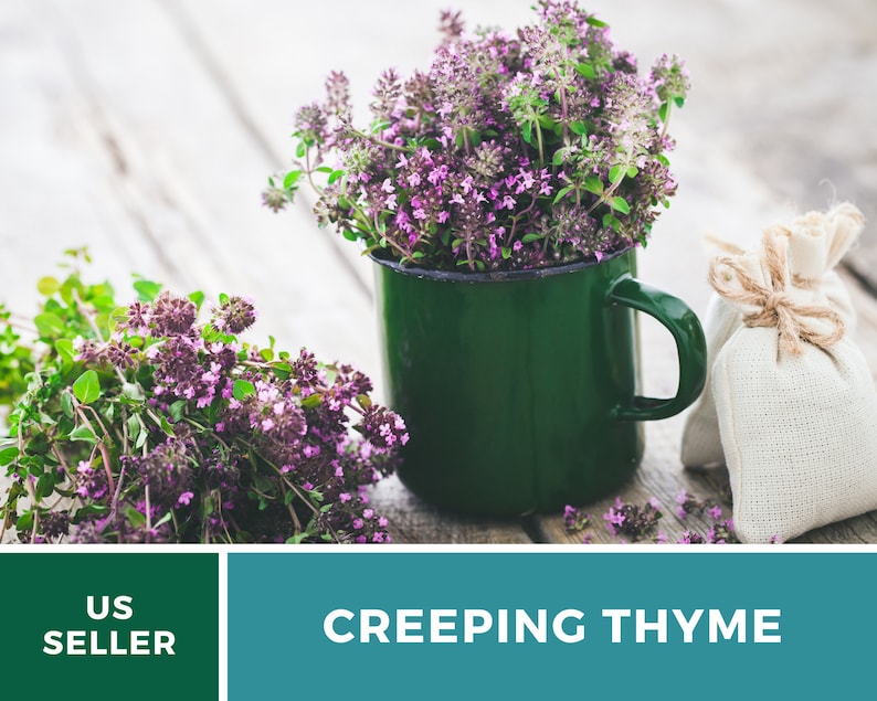 May include: A green enamel mug filled with sprigs of blooming purple creeping thyme. A small white cloth bag with twine ties sits next to the mug. The mug and bag are on a light wood surface.