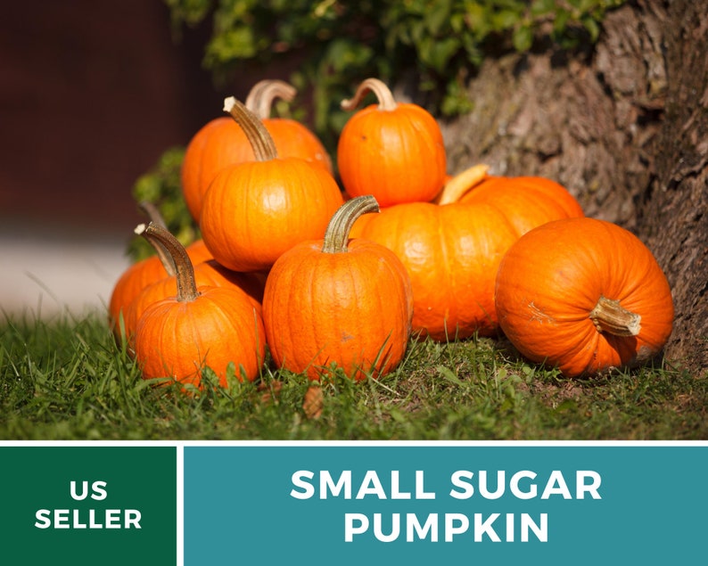 Pumpkin Small Sugar 15 Seeds Heirloom GMO Free Etsy