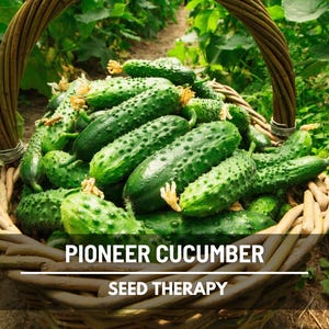 Pioneer Cucumber Seeds – F1, Open Pollinated & Non-GMO, Productive Garden Variety, Crisp Slicer | 30 Seeds