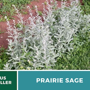 Sage, Prairie Louisiana Sage 100 Seeds Heirloom Herb, Medicinal, Pollinator Friendly, Fragrant Plant, Non-GMO Artemisia ludoviciana image 3