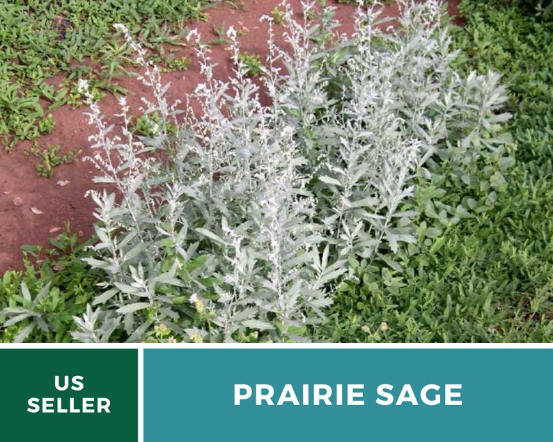 Sage, Prairie Louisiana Sage 100 Seeds Heirloom Herb, Medicinal, Pollinator Friendly, Fragrant Plant, Non-GMO Artemisia ludoviciana image 3