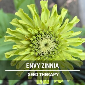 Envy Green Zinnia Seeds – Heirloom Flower, Distinctive Green Blooms, Eye-Catching, Garden Favorite | 50 Seeds image 3