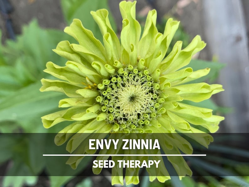 Envy Green Zinnia Seeds – Heirloom Flower, Distinctive Green Blooms, Eye-Catching, Garden Favorite | 50 Seeds image 3