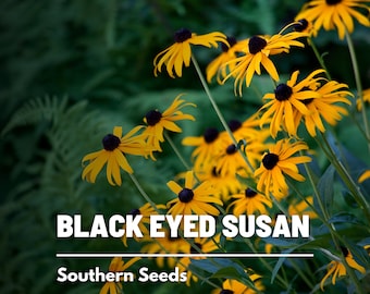 Black-Eyed Susan - 100 Seeds - Heirloom Flower - Bright Yellow Blooms (Rudbeckia hirta)