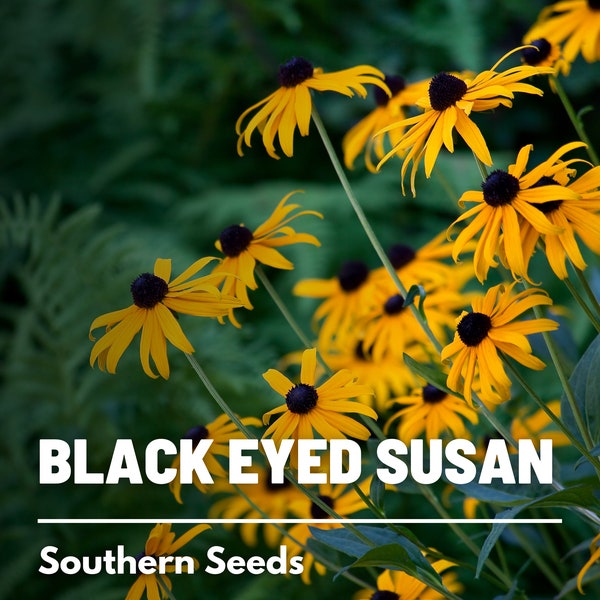 Black-Eyed Susan - 100 Seeds - Heirloom Flower - Bright Yellow Blooms (Rudbeckia hirta)