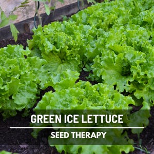 Green Ice Lettuce Seeds – Heirloom Vegetable, Open Pollinated, Non-GMO, Classic Loose-Leaf Salad Green | 500 Seeds