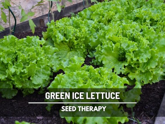Green Ice Lettuce Seeds – Heirloom Vegetable, Open Pollinated, Non-GMO, Classic Loose-Leaf Salad Green | 500 Seeds