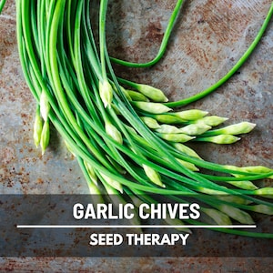 Garlic Chives (Allium tuberosum) freshly harvested green stalks on rustic wooden table, popular culinary herb - Seed Therapy