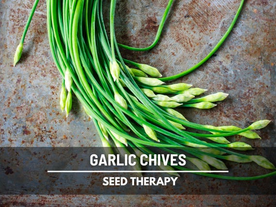 Garlic Chives Seeds - Heirloom Culinary Herb, Non-GMO, Edible Leaves (200 Seeds)