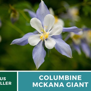 Columbine, McKana Giant mix 100 seeds Hybrid Flower AAS Winner Aquilegia coerulea image 4