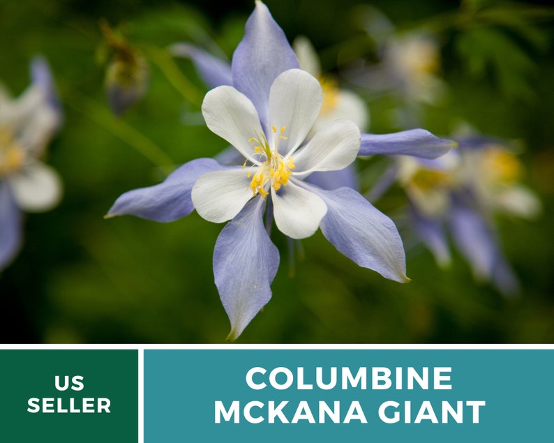 Columbine, McKana Giant mix 100 seeds Hybrid Flower AAS Winner Aquilegia coerulea image 4