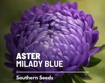 Aster, Milady Blue (Dwarf) - 50 Seeds - Heirloom Flower - Easy to Grow (Callistephus milady)
