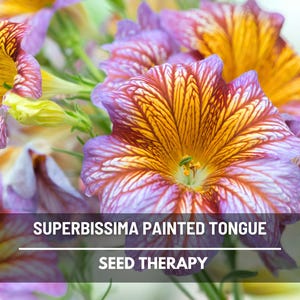 Painted Tongue Seeds – Superbissima Mix, Heirloom Trumpet Flower, Salpiglossis Sinuata, Velvet Flowers | 250 Seeds