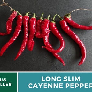 May include: A bunch of long, thin, red cayenne peppers hanging from a string. The peppers are dried and have a slightly wrinkled texture. The background is a dark gray surface.  Long Slim Cayenne Pepper.