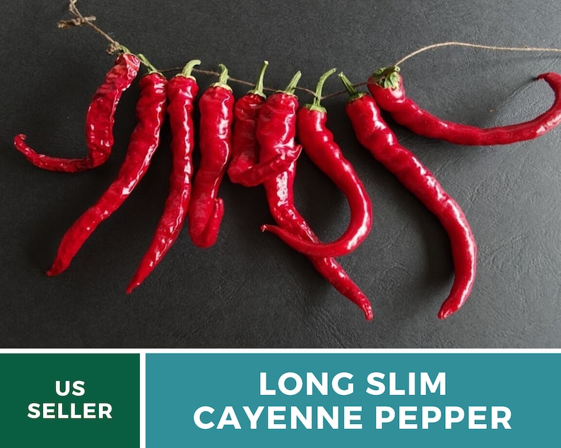 May include: A bunch of long, thin, red cayenne peppers hanging from a string. The peppers are dried and have a slightly wrinkled texture. The background is a dark gray surface.  Long Slim Cayenne Pepper.
