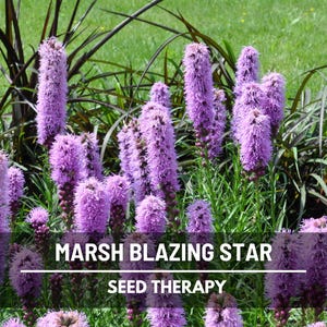 Marsh Blazing Star Seeds – Heirloom Flower, Spiked Gayfeather, Prairie Feathers, Bright Blooms for Pollinators and Bouquets | 150 Seeds