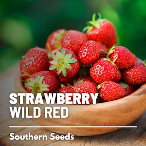 Strawberry, Wild Red - 200 Seeds - Heirloom Fruit, Flavorful & Sweet, Vigorous Plant, Non-GMO, Garden Gift (Fragaria vesca)