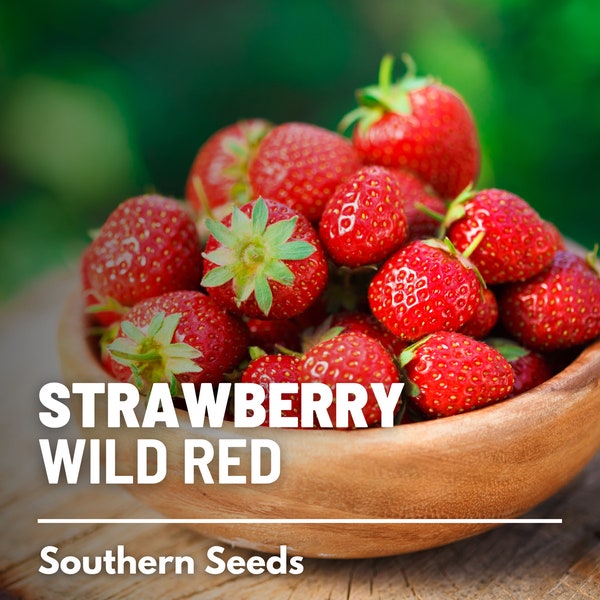 Strawberry, Wild Red - 200 Seeds - Heirloom Fruit, Flavorful & Sweet, Vigorous Plant, Non-GMO, Garden Gift (Fragaria vesca)