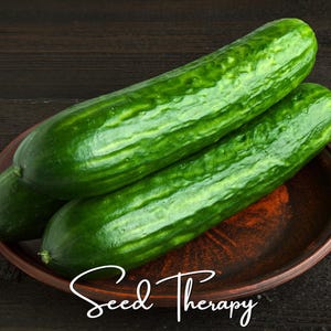 May include: Two long, dark green cucumbers with bumpy, textured skin resting on a round, reddish-brown ceramic plate. The text "Seed Therapy" is written in a white, cursive script across the bottom portion of the image.