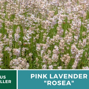Lavender, Pink Rosea 20 Seeds Heirloom Flower Culinary & Medicinal Herb Fragrant Pink Flowers Lavandula angustifolia image 5