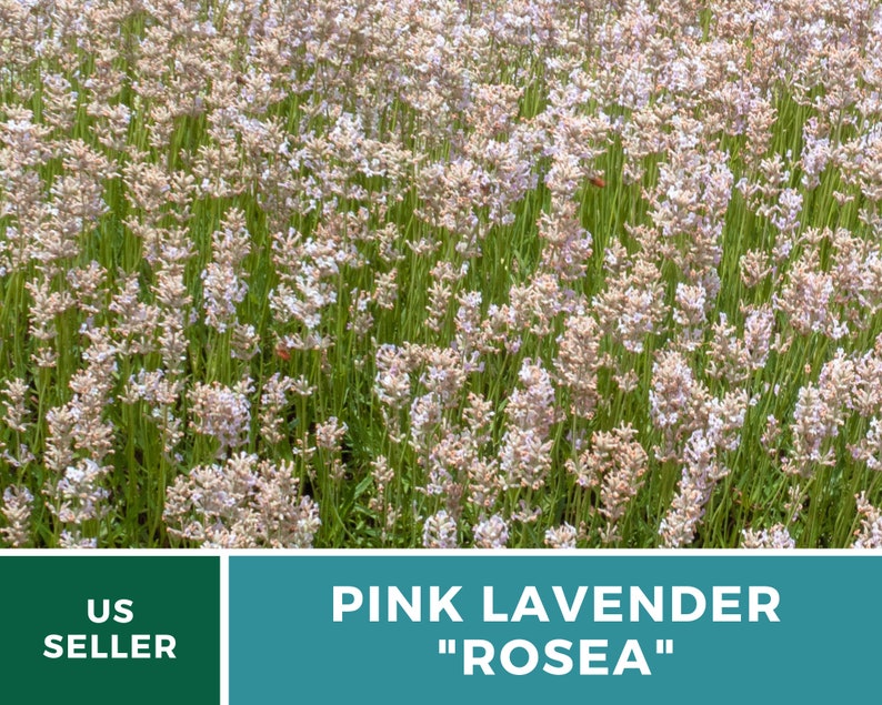 Lavender, Pink Rosea 20 Seeds Heirloom Flower Culinary & Medicinal Herb Fragrant Pink Flowers Lavandula angustifolia image 5