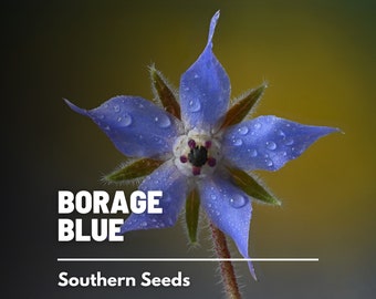 Borage, Blue - 100 Seeds - Heirloom Culinary & Medicinal Herb - Non-GMO (Borago officinalis)