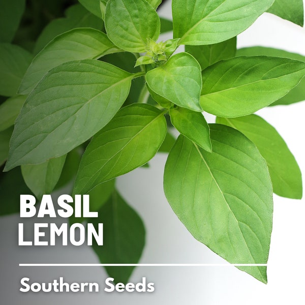 Basil, Lemon - 250 Seeds - Heirloom Culinary & Medicinal Herb - Non-GMO (Ocimum basilicum)