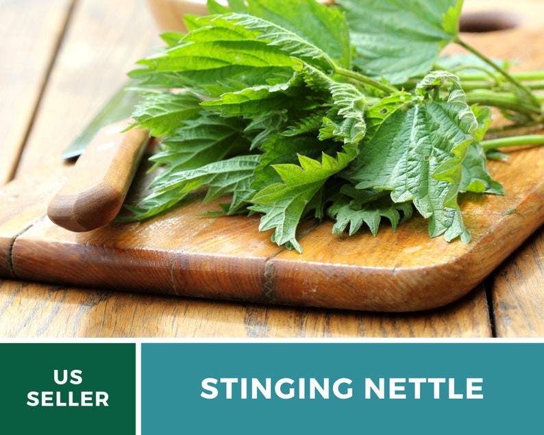 Stinging Nettle 100 Seeds Heirloom Herb, Medicinal & Culinary Plant, Herbal Teas, Non-GMO, Garden Gift Urtica dioica image 2