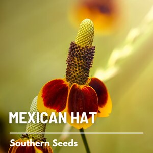 May include: A close-up of a Mexican Hat flower with yellow petals and a red center. The flower is in bloom and has a long, green stem. The text "MEXICAN HAT" and "Southern Seeds" is visible below the flower.