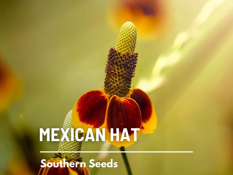 May include: A close-up of a Mexican Hat flower with yellow petals and a red center. The flower is in bloom and has a long, green stem. The text "MEXICAN HAT" and "Southern Seeds" is visible below the flower.