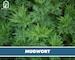 Mugwort - Heirloom Seeds - Medicinal Herb - Non-GMO (Artemisia Vulgaris) 