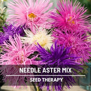 Needle Aster Seeds – Heirloom Cut Flower, Quill Petals, Callistephus Chinensis, Colorful Mix for Bouquets | 50 Seeds
