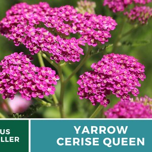 Yarrow, Cerise Queen 50 Seeds Heirloom Flower, Vibrant cerise-pink blooms, Attracts pollinators Achillea millefolium image 2