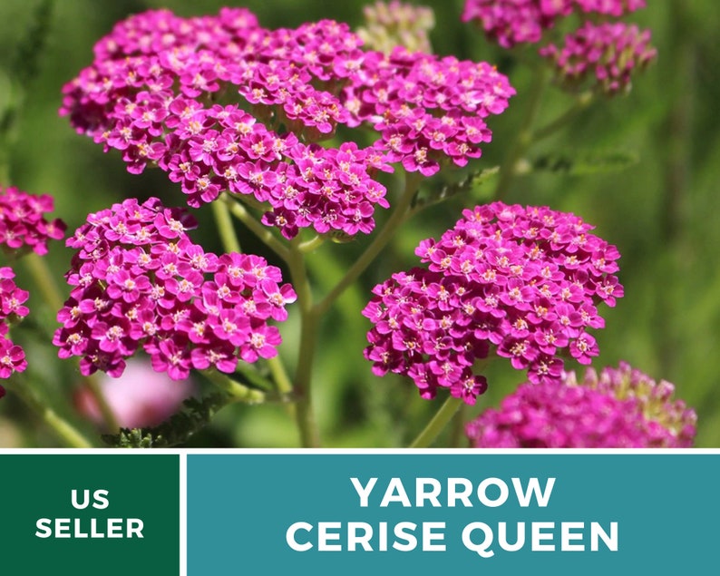 Yarrow, Cerise Queen 50 Seeds Heirloom Flower, Vibrant cerise-pink blooms, Attracts pollinators Achillea millefolium image 2