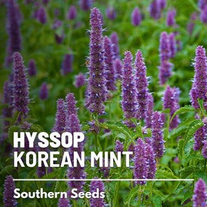 Korean Mint (Giant Purple Hyssop) - 50 Seeds - Heirloom Flower - Culinary & Medicinal Herb (Agastache rugosa)